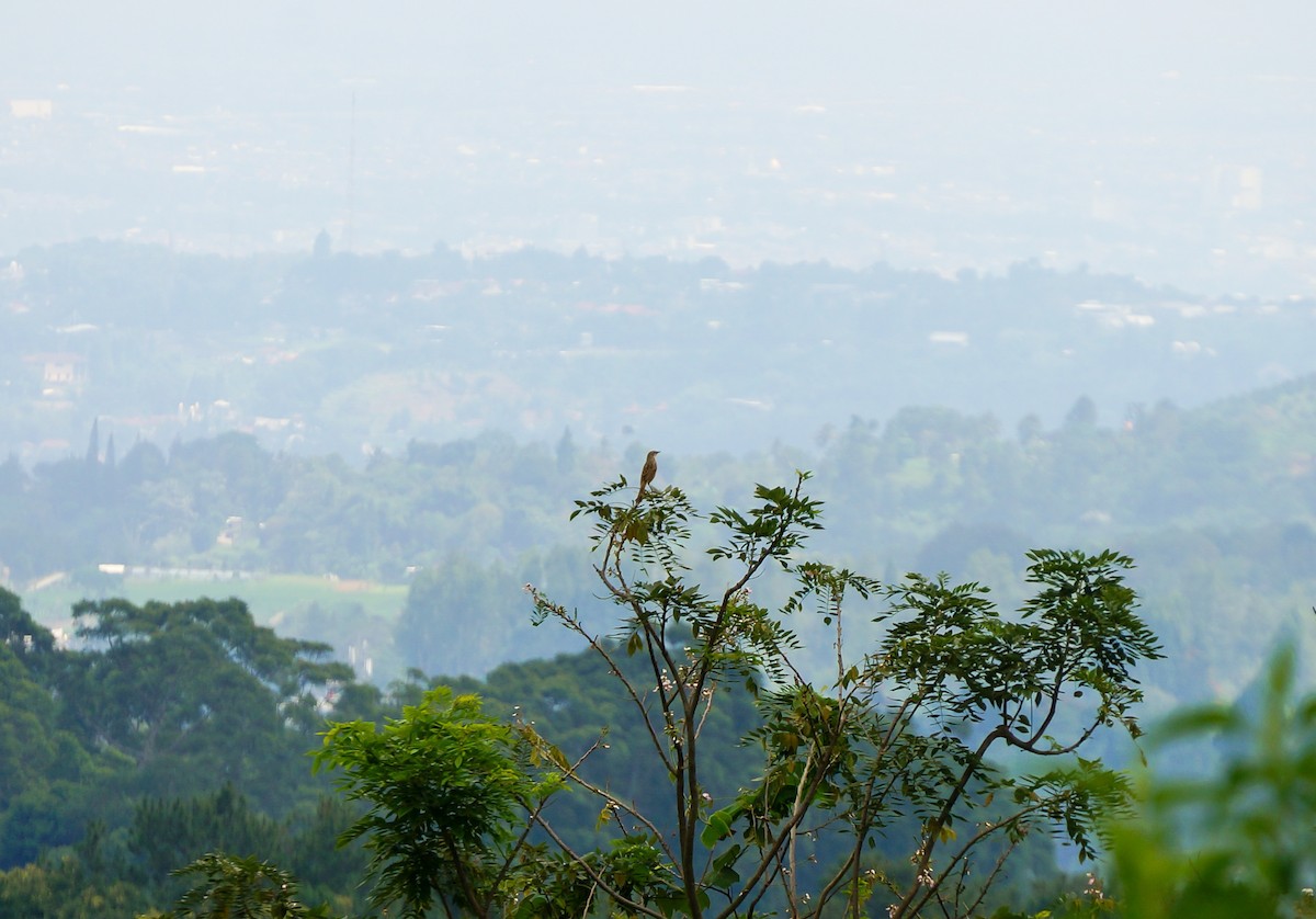 Striated Grassbird - ML640996805