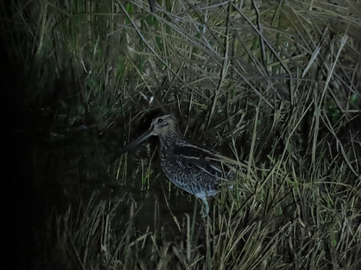 African Snipe - ML640996886