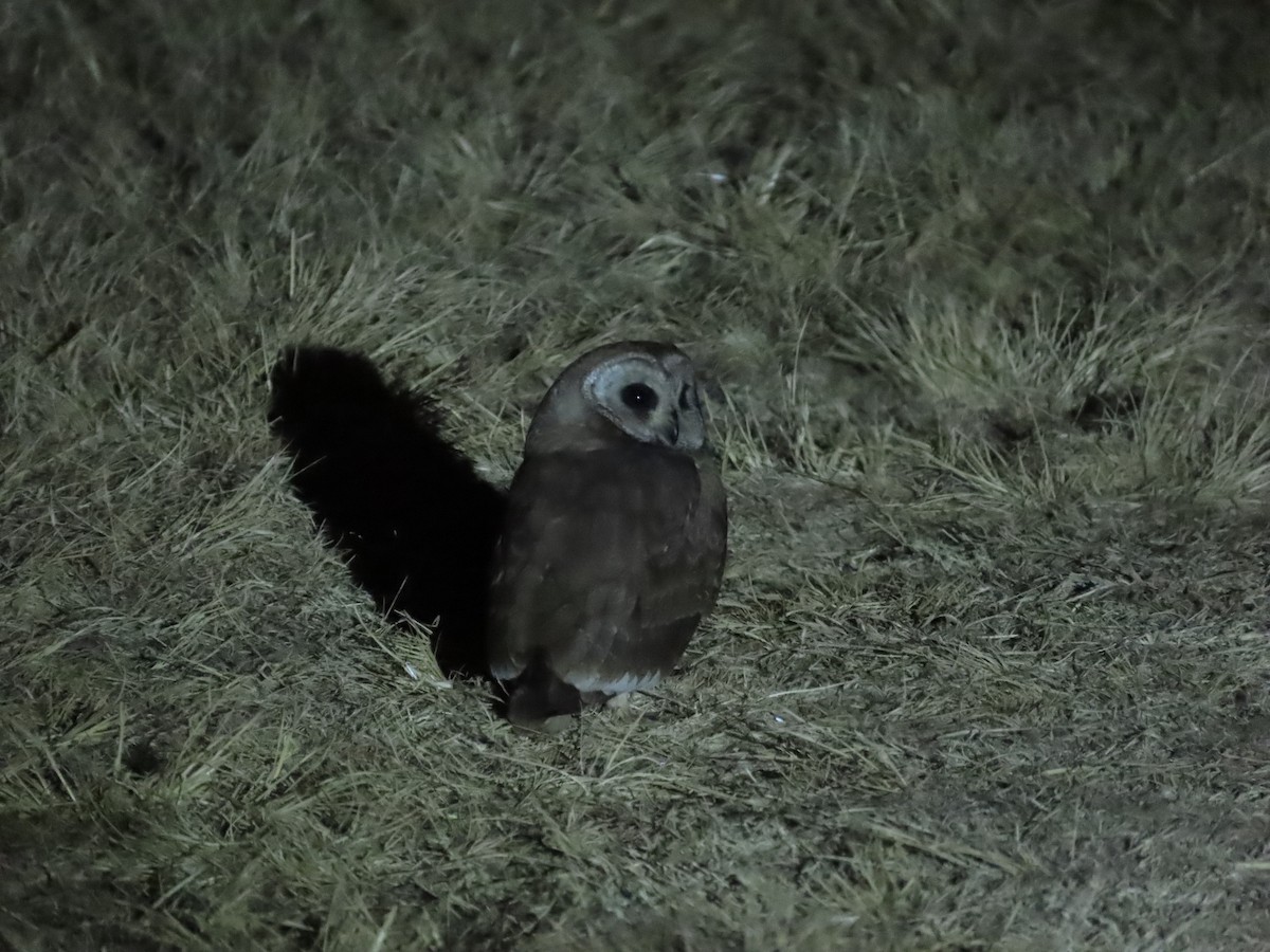 Marsh Owl - ML640996891