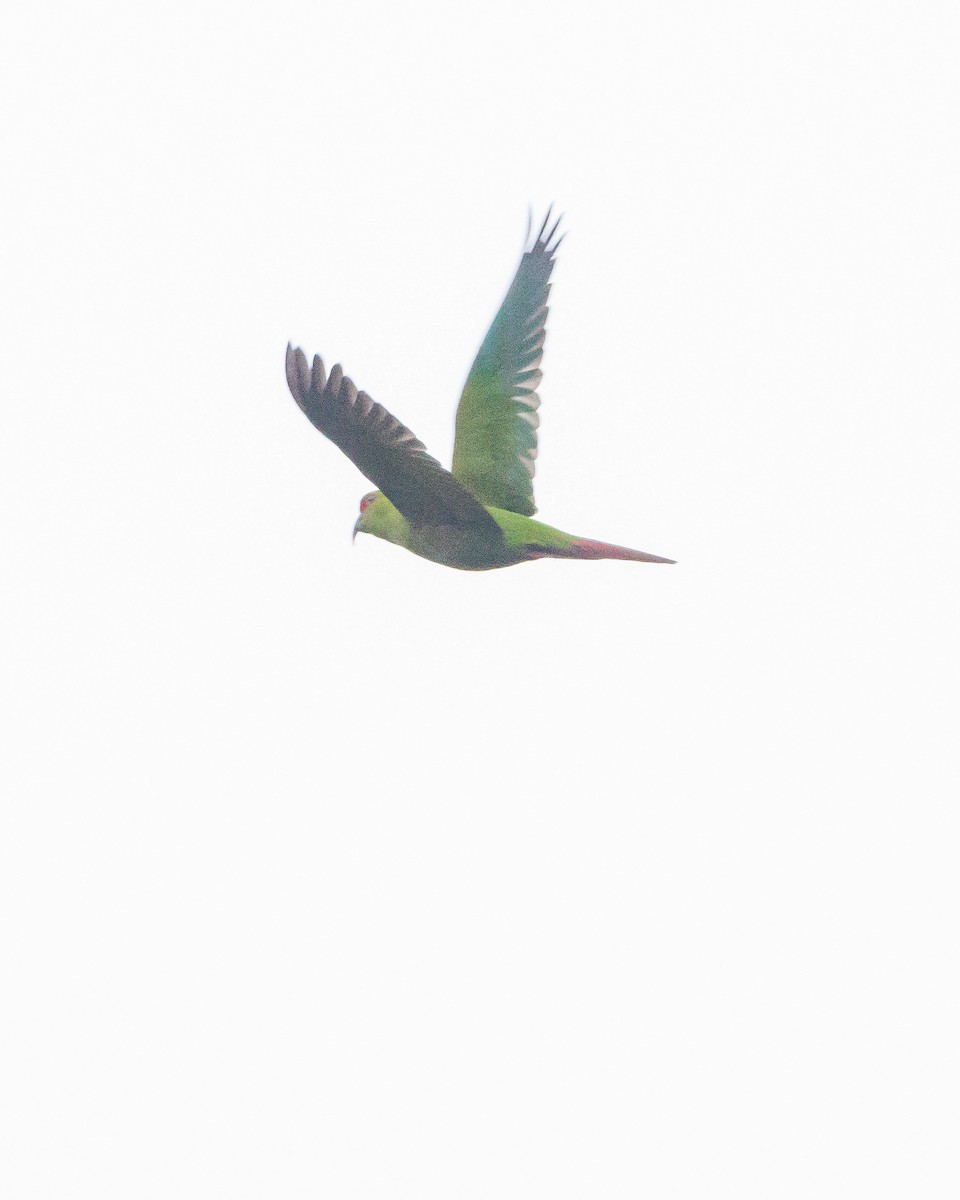 Slender-billed Parakeet - ML640996936