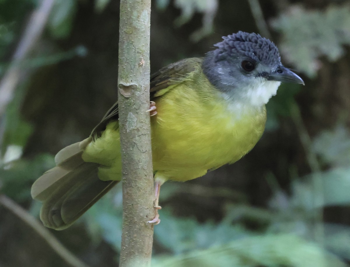 Yellow-bellied Bulbul - ML640996945