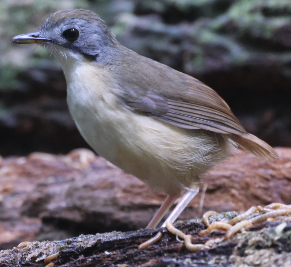 Short-tailed Babbler - ML640996953