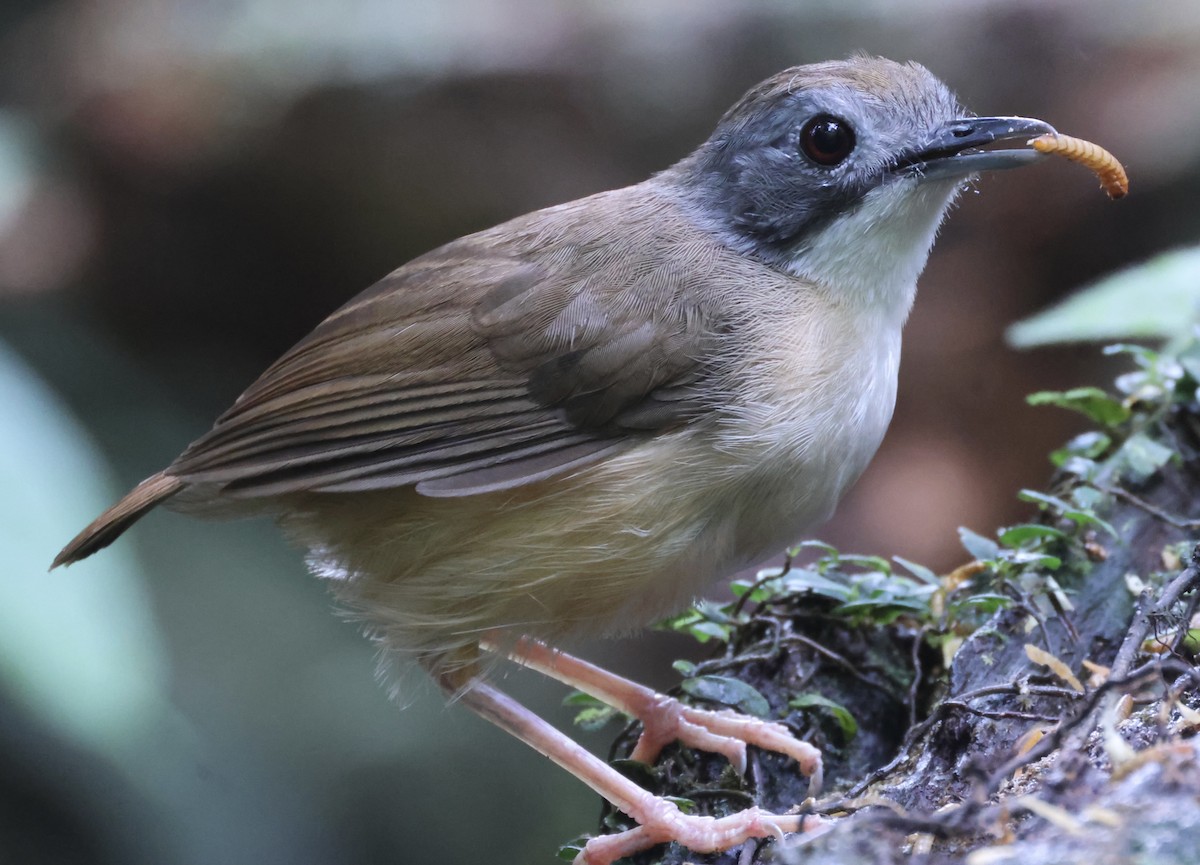Short-tailed Babbler - ML640996954