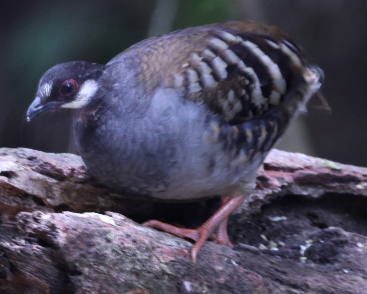 Malayan Partridge - ML640996999