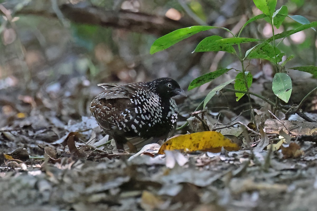 Black-breasted Buttonquail - ML640997002