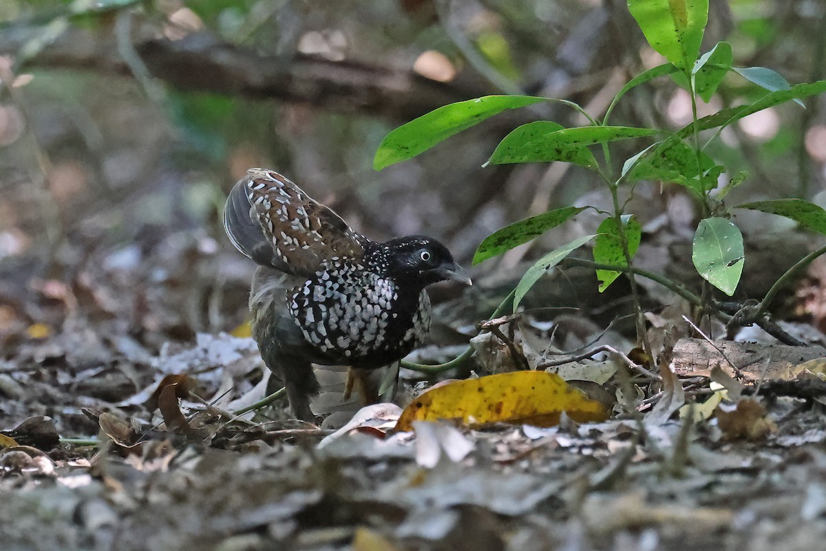 Black-breasted Buttonquail - ML640997004