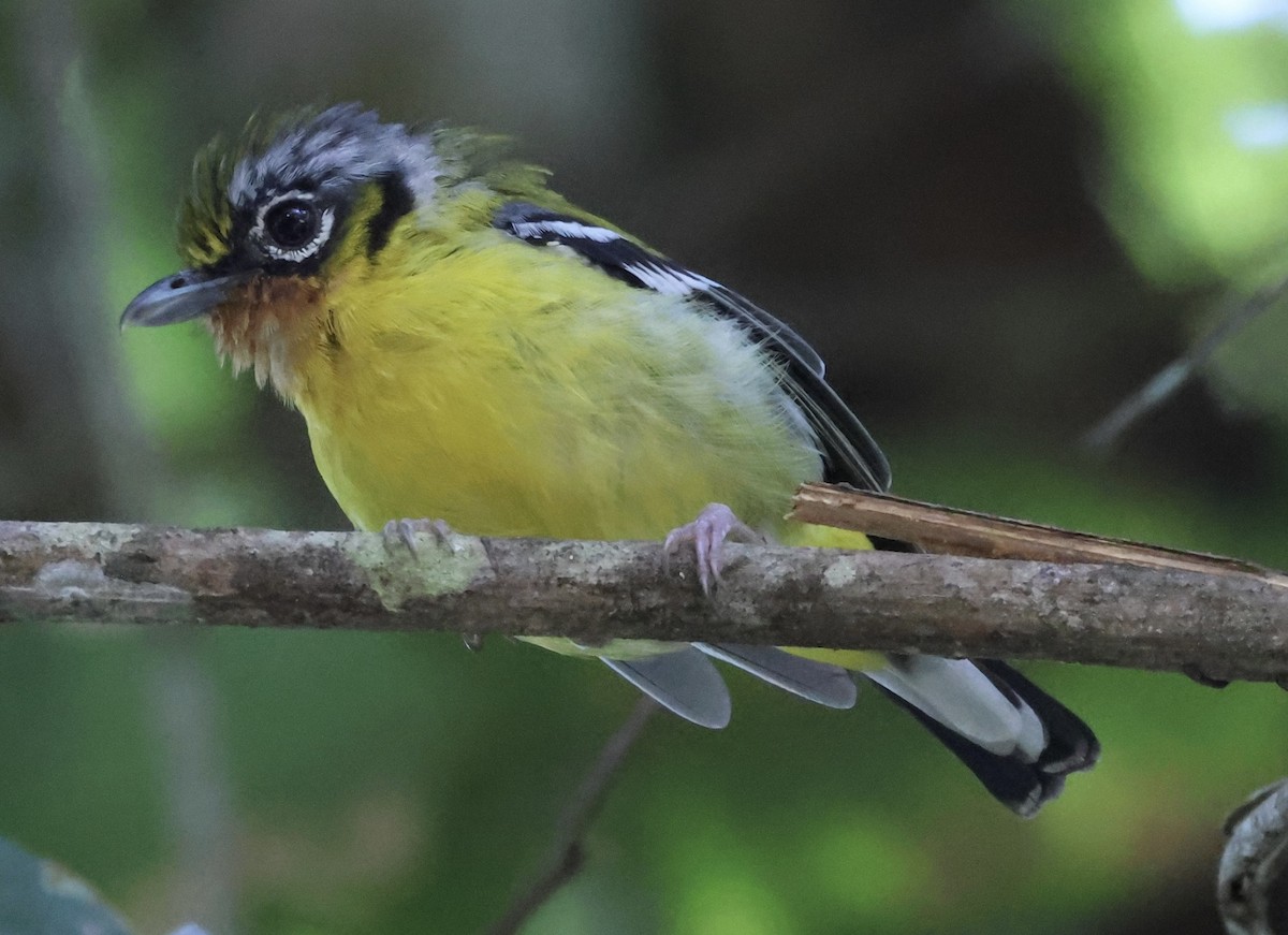 Black-eared Shrike-Babbler - ML640997005