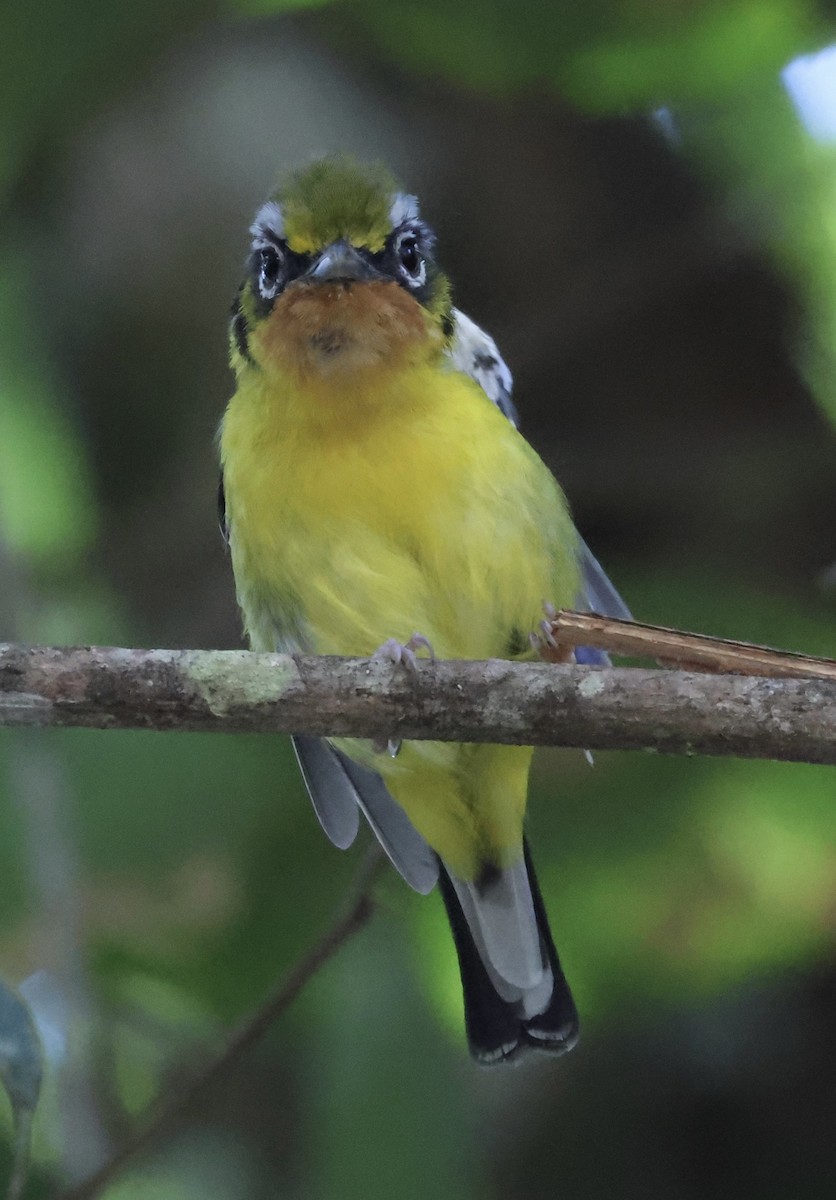 Black-eared Shrike-Babbler - ML640997006