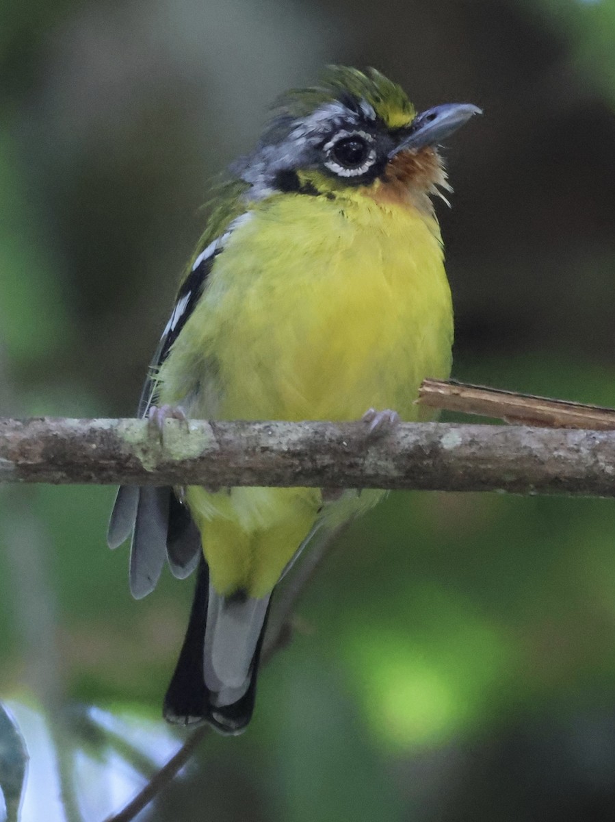 Black-eared Shrike-Babbler - ML640997007
