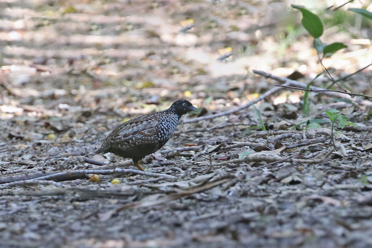 Black-breasted Buttonquail - ML640997008