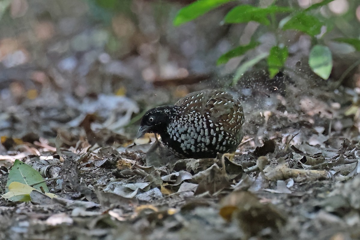 Black-breasted Buttonquail - ML640997009