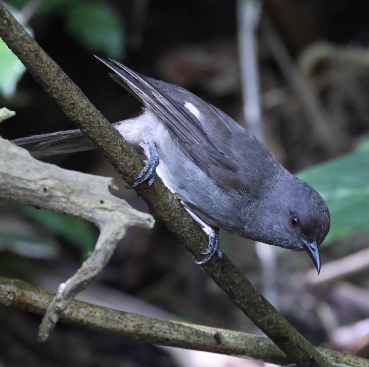 Long-tailed Sibia - ML640997017