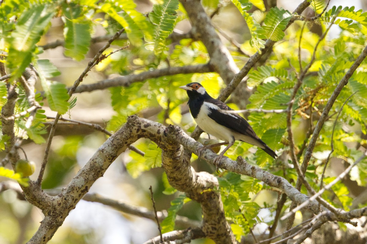 Javan Pied Starling - ML640997019