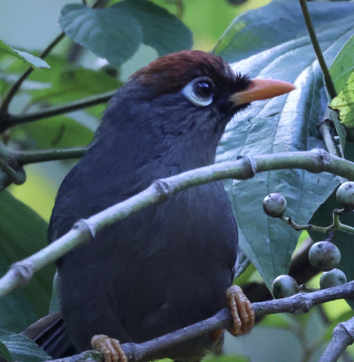 Chestnut-capped Laughingthrush - ML640997021