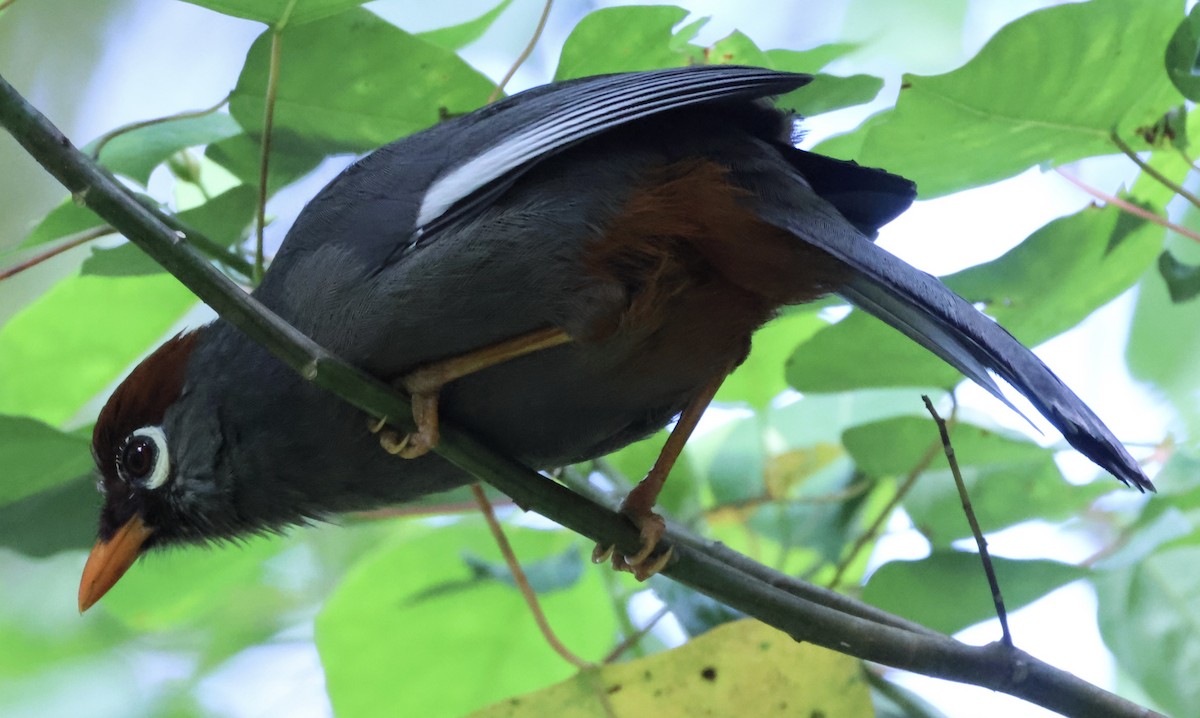 Chestnut-capped Laughingthrush - ML640997022