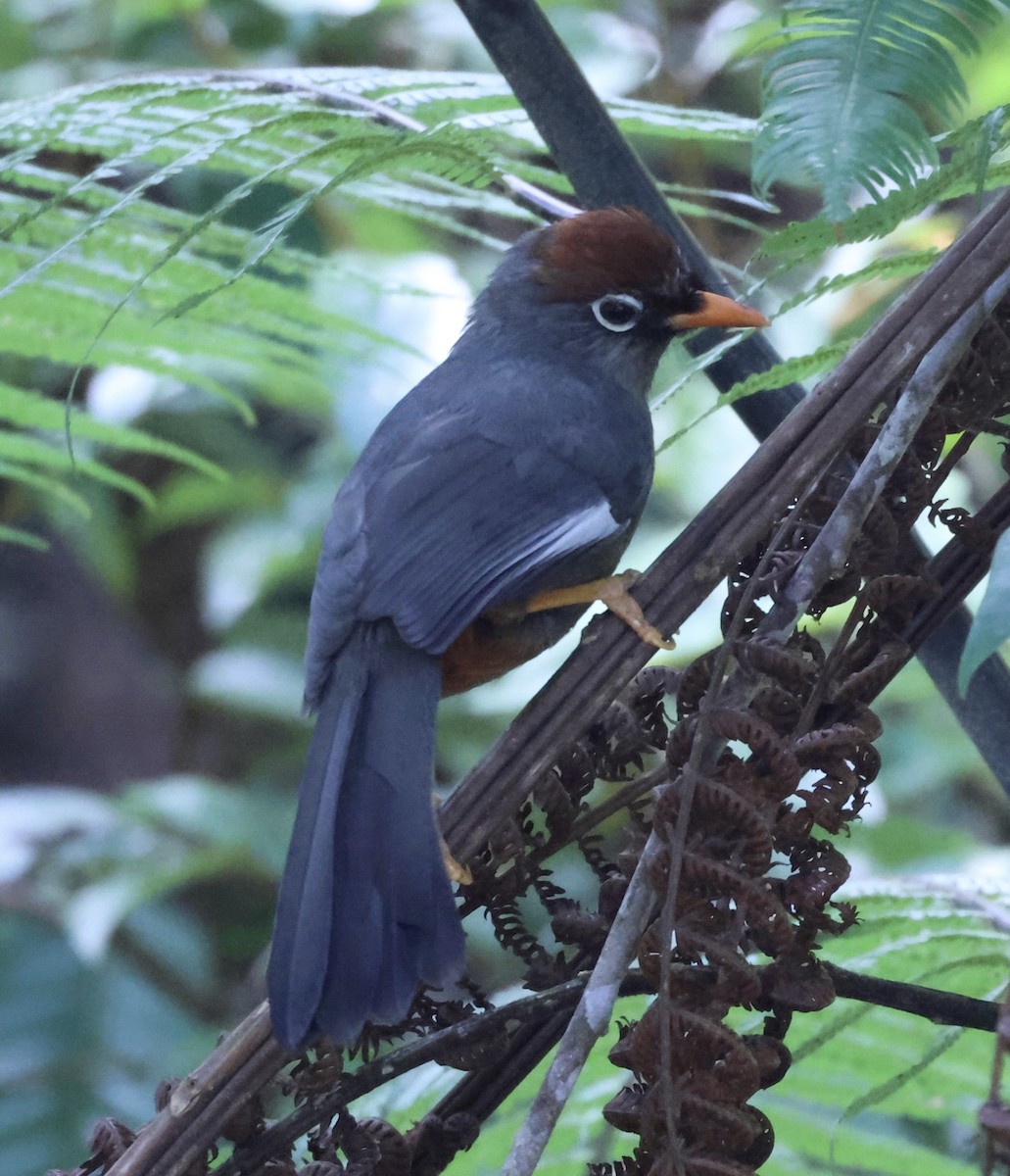 Chestnut-capped Laughingthrush - ML640997023