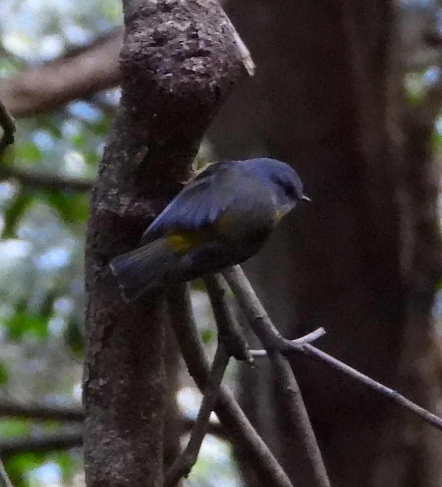 Eastern Yellow Robin - ML640997038