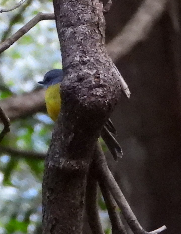 Eastern Yellow Robin - ML640997040