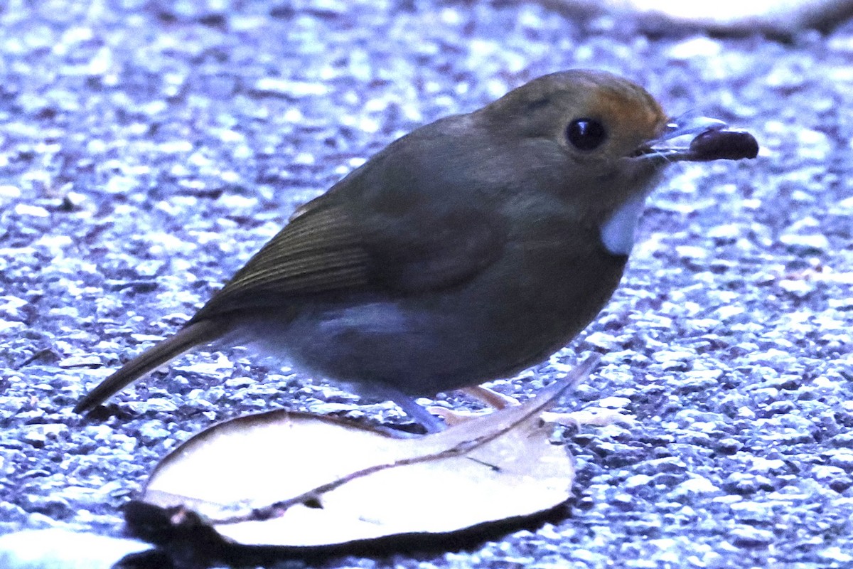 Rufous-browed Flycatcher - ML640997045