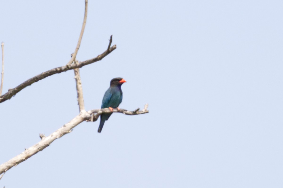 Dollarbird - ML640997054