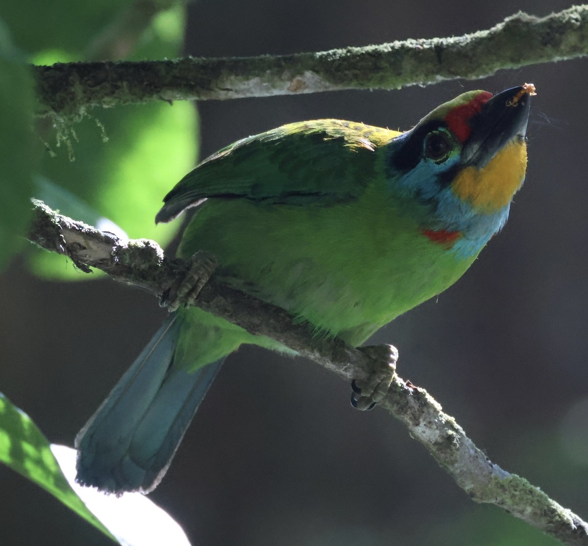 Black-browed Barbet - ML640997063
