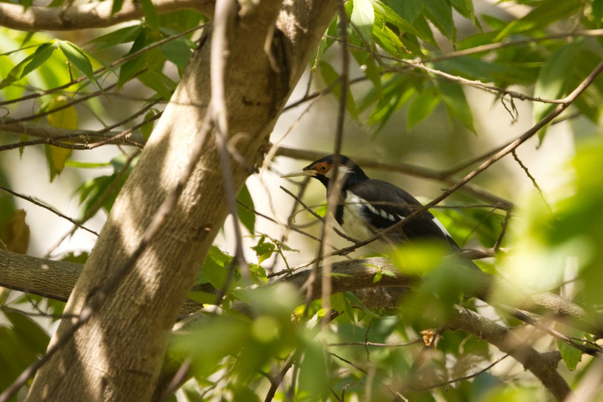 Javan Pied Starling - ML640997067