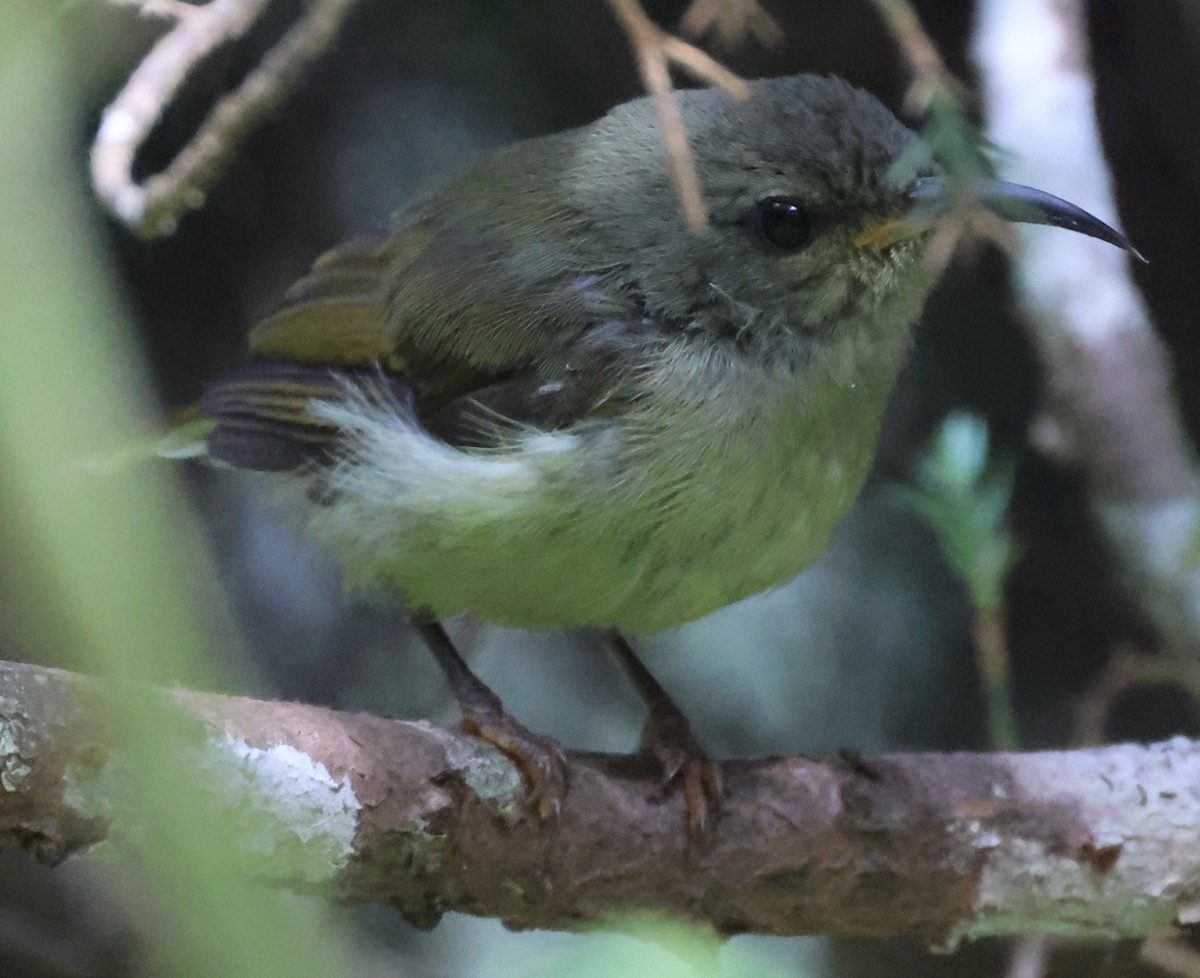 Black-throated Sunbird - ML640997078
