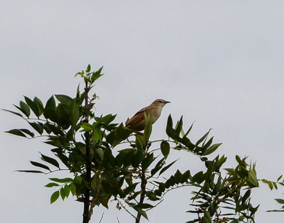 Striated Grassbird - ML640997085