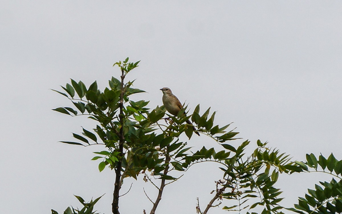 Striated Grassbird - ML640997086