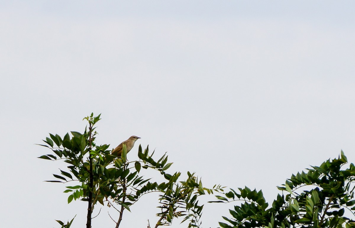 Striated Grassbird - ML640997089