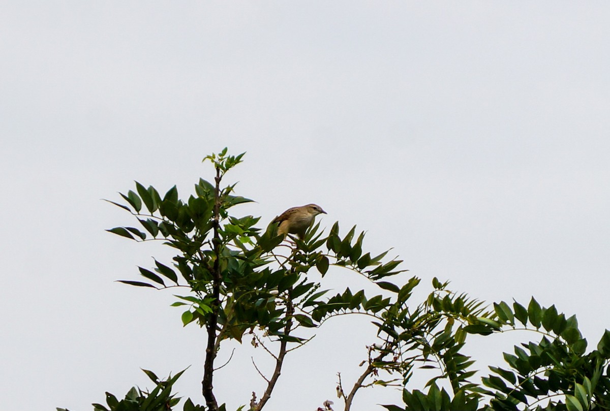 Striated Grassbird - ML640997090