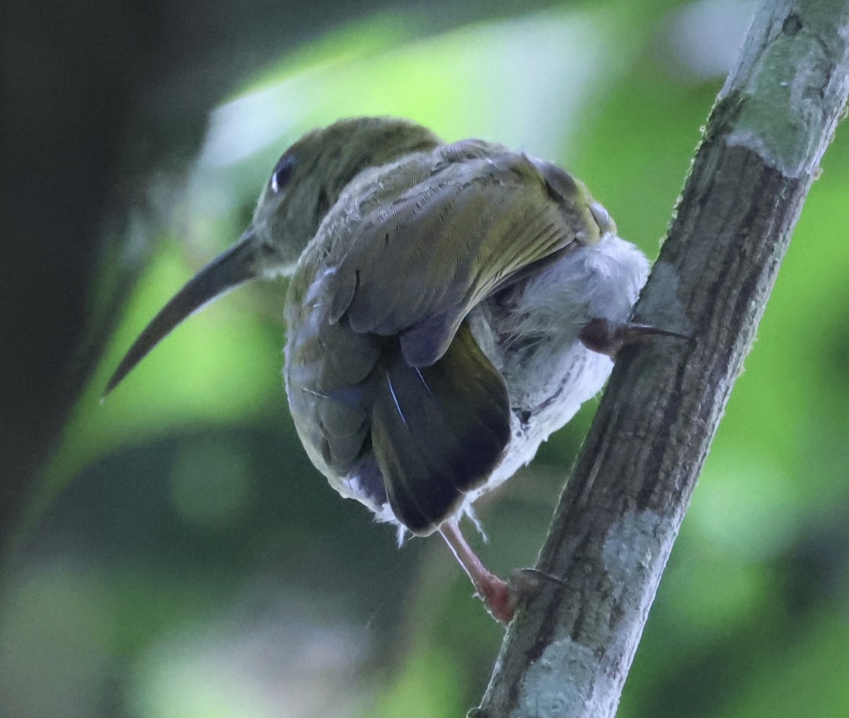 Gray-breasted Spiderhunter - ML640997102
