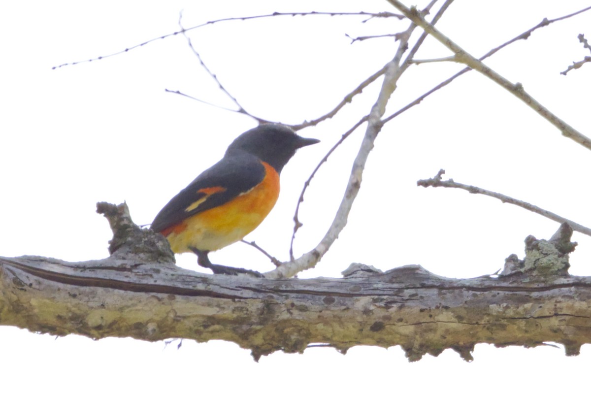 Small Minivet - ML640997122