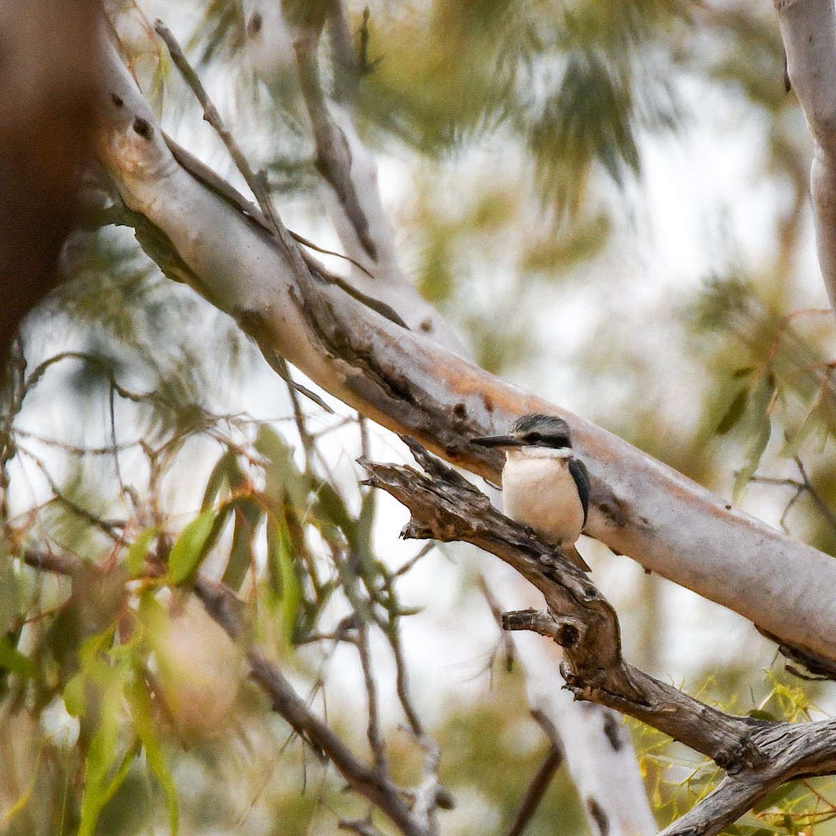 Red-backed Kingfisher - ML640997125