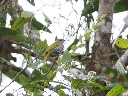 Capped Conebill - ML640997130