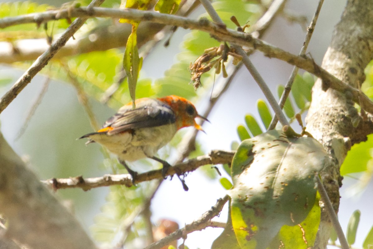 Scarlet-headed Flowerpecker - ML640997138