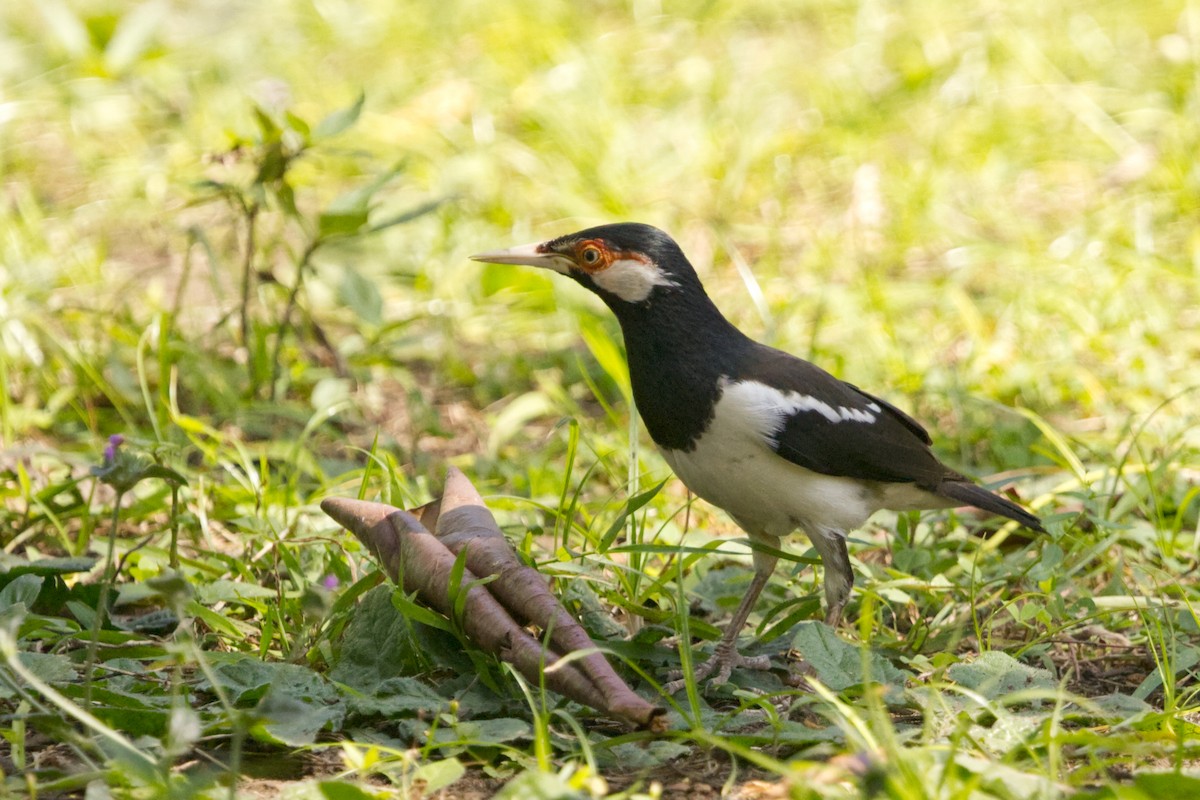 Javan Pied Starling - ML640997176