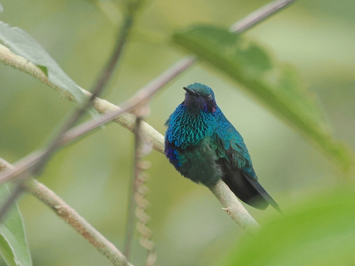 Sparkling Violetear - ML640997229