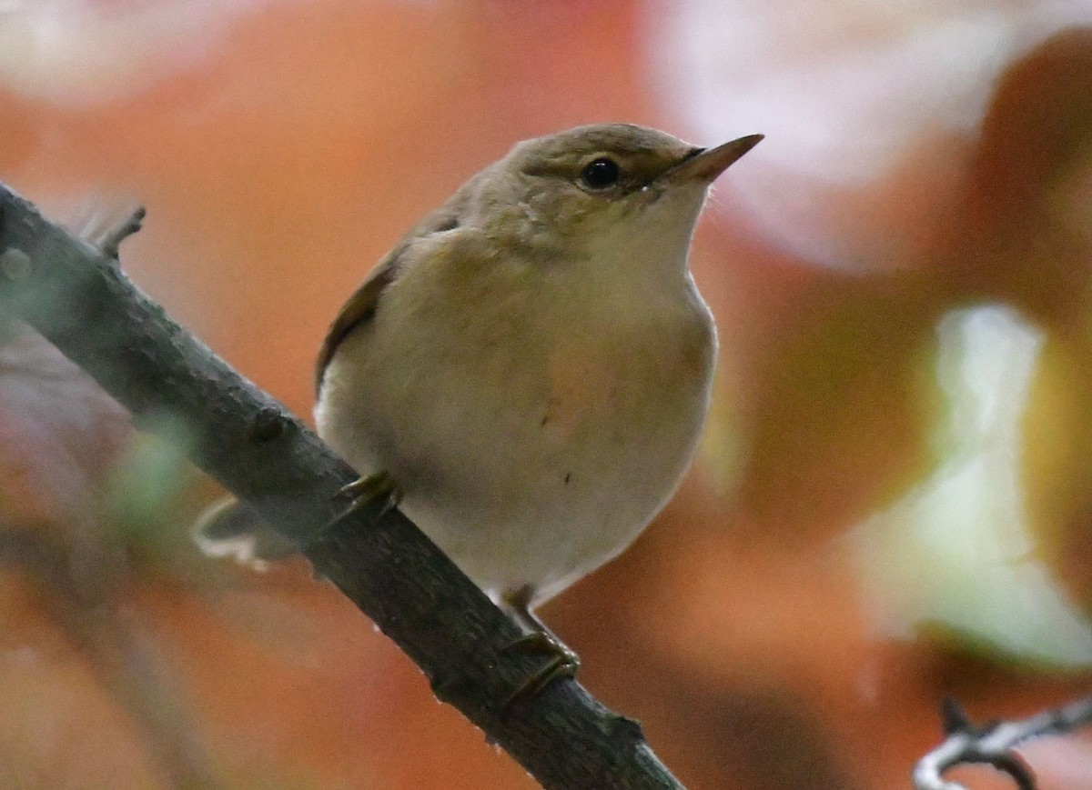 Marsh Warbler - ML640997243