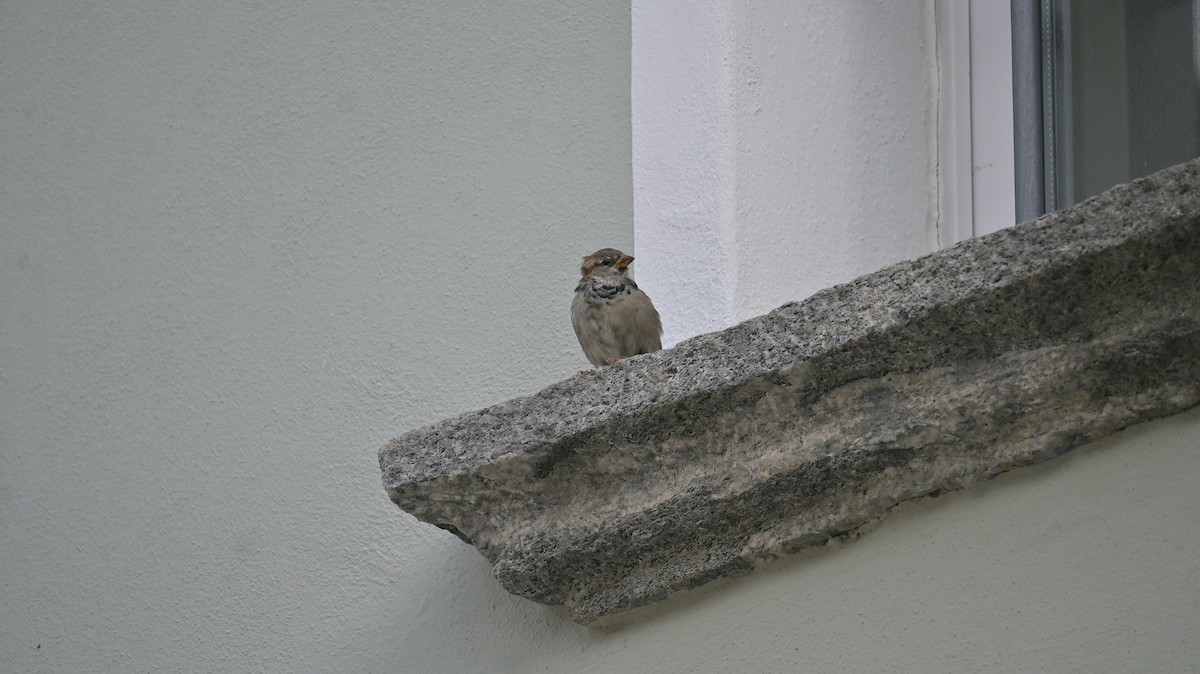 Italian Sparrow - ML640997247