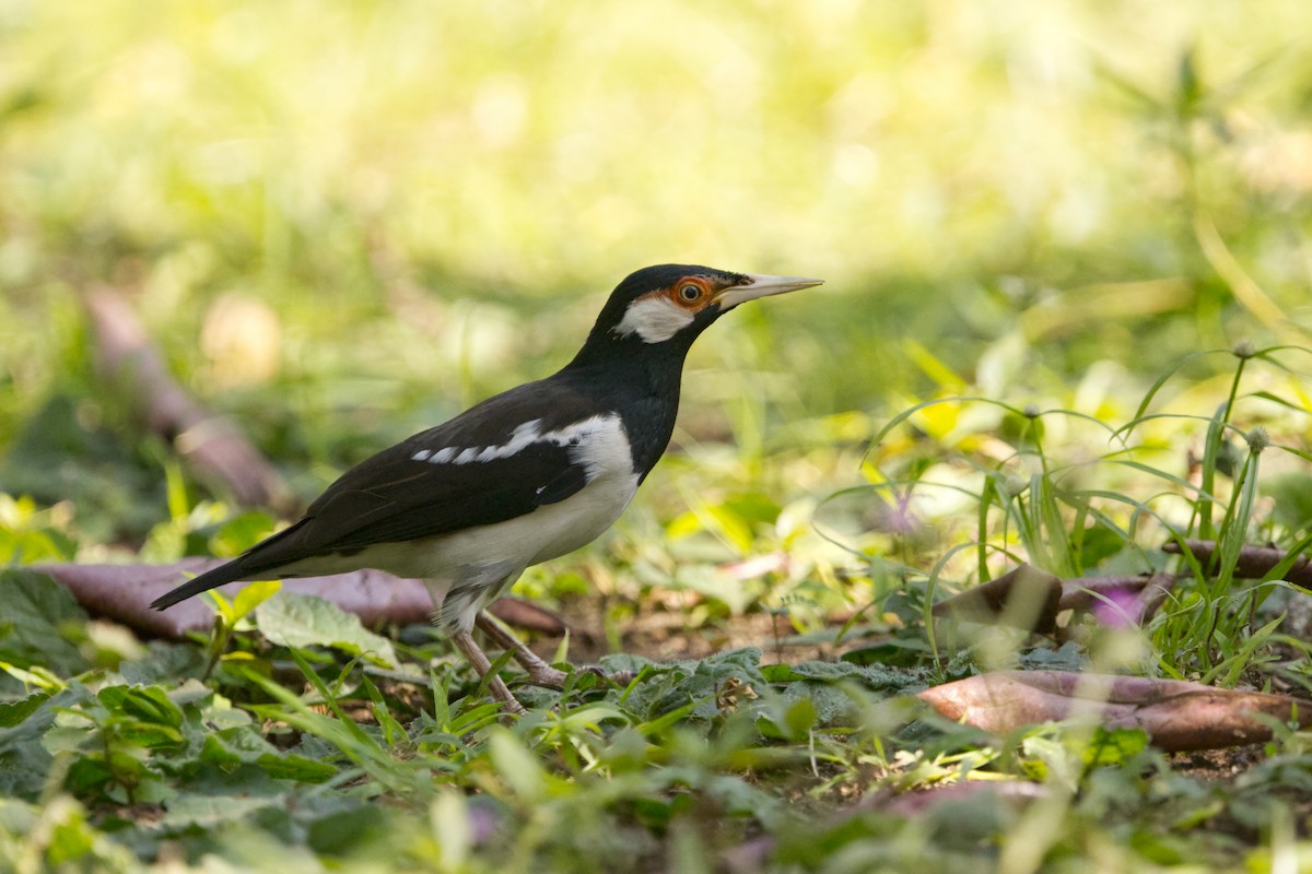 Javan Pied Starling - ML640997252