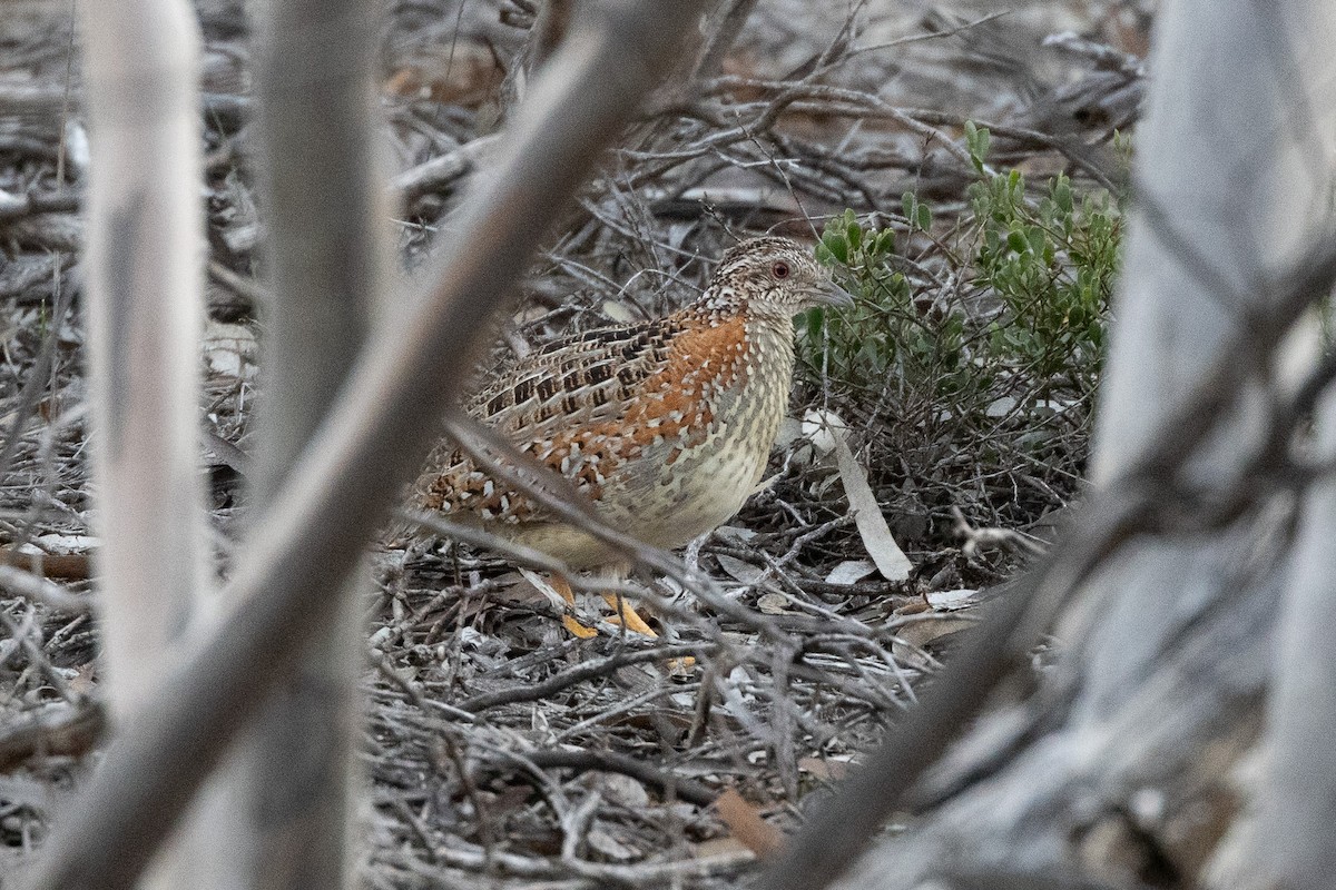 Painted Buttonquail - ML640997256