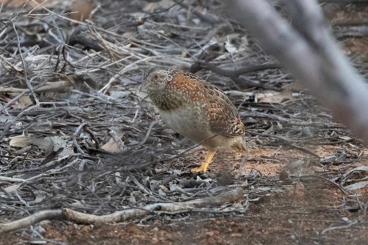 Painted Buttonquail - ML640997258