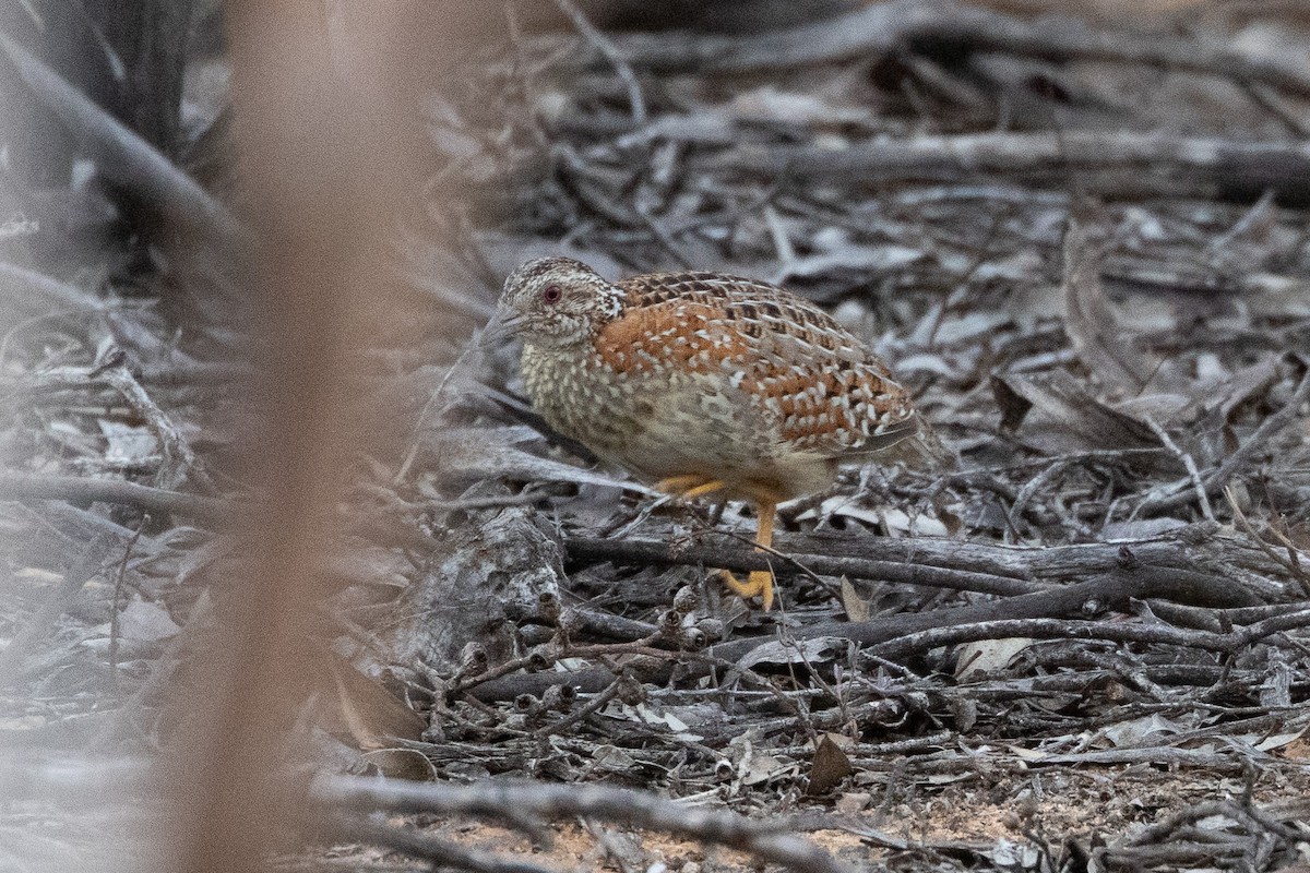 Painted Buttonquail - ML640997259