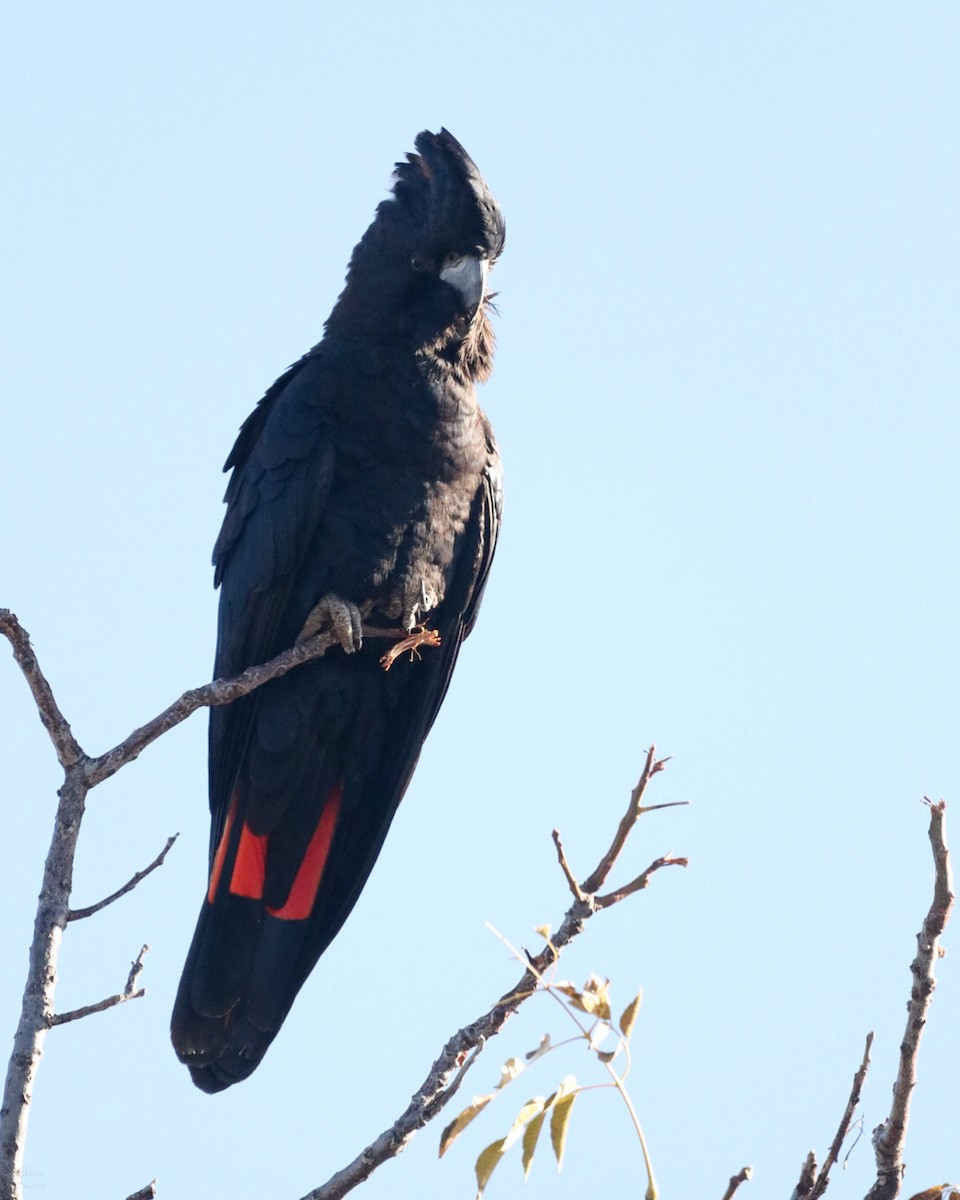 Red-tailed Black-Cockatoo - ML640997278