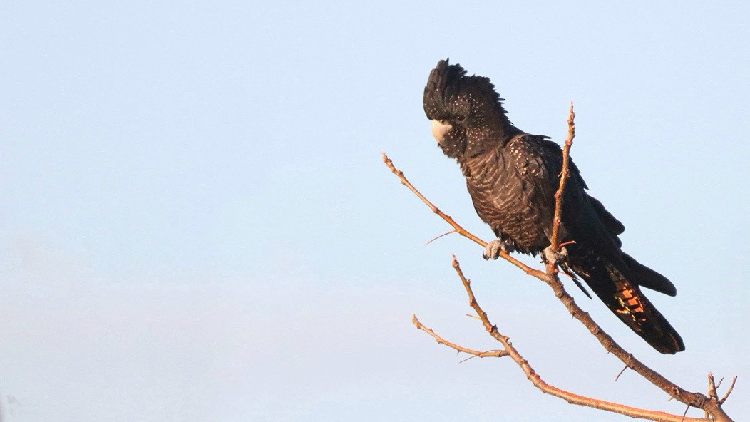 Red-tailed Black-Cockatoo - ML640997279