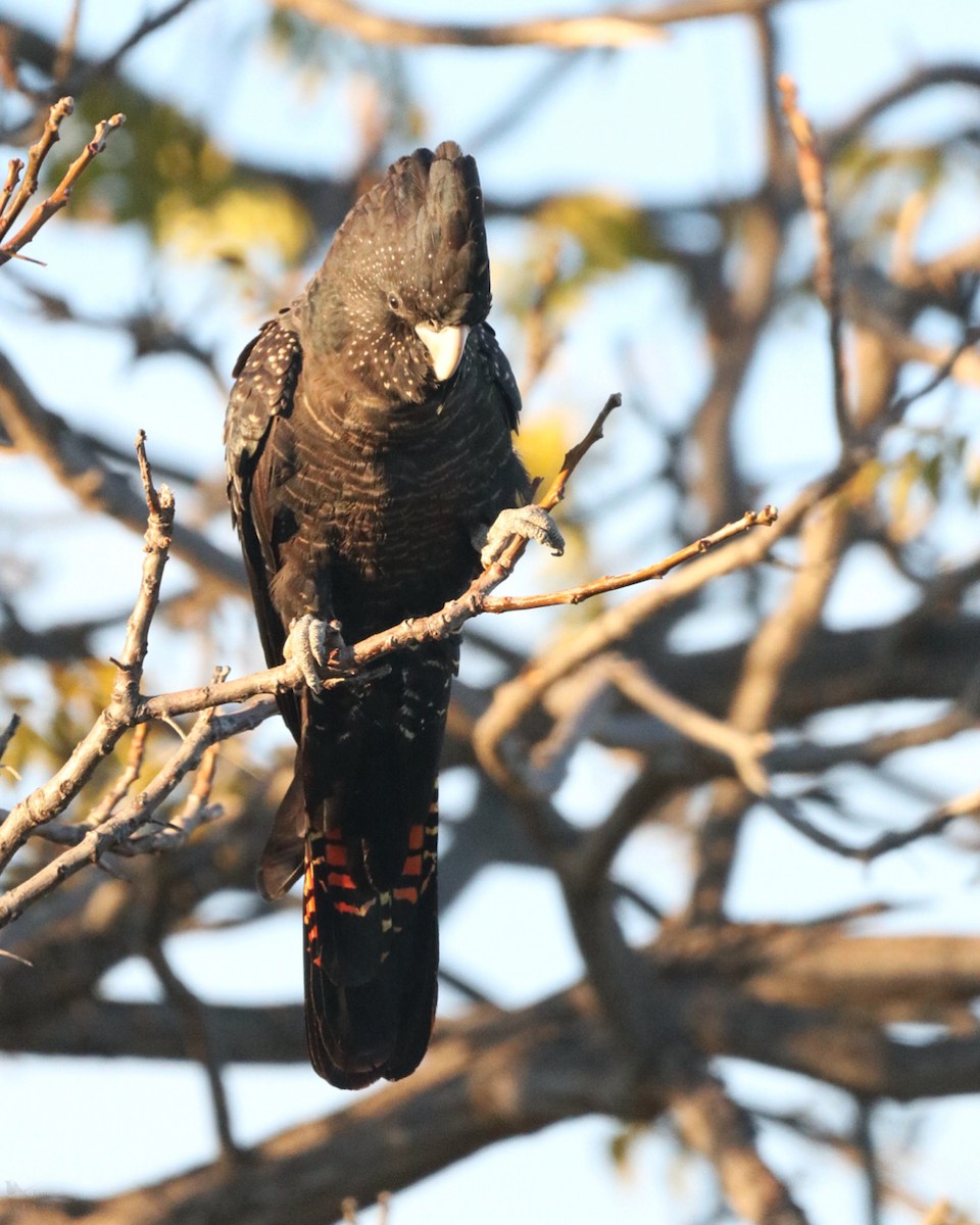 Red-tailed Black-Cockatoo - ML640997281