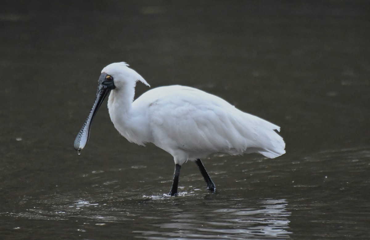 Royal Spoonbill - ML640997282