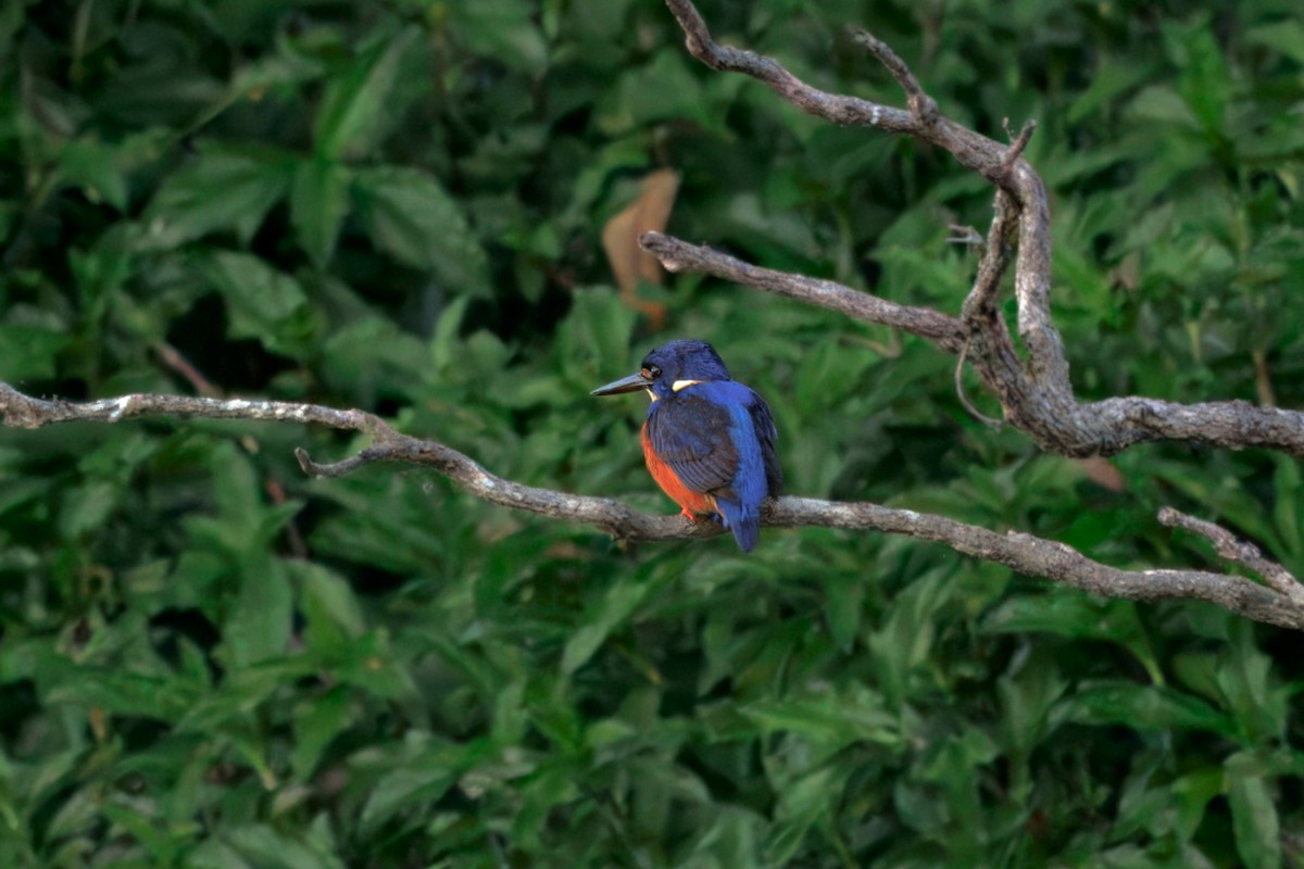 Azure Kingfisher - ML640997292