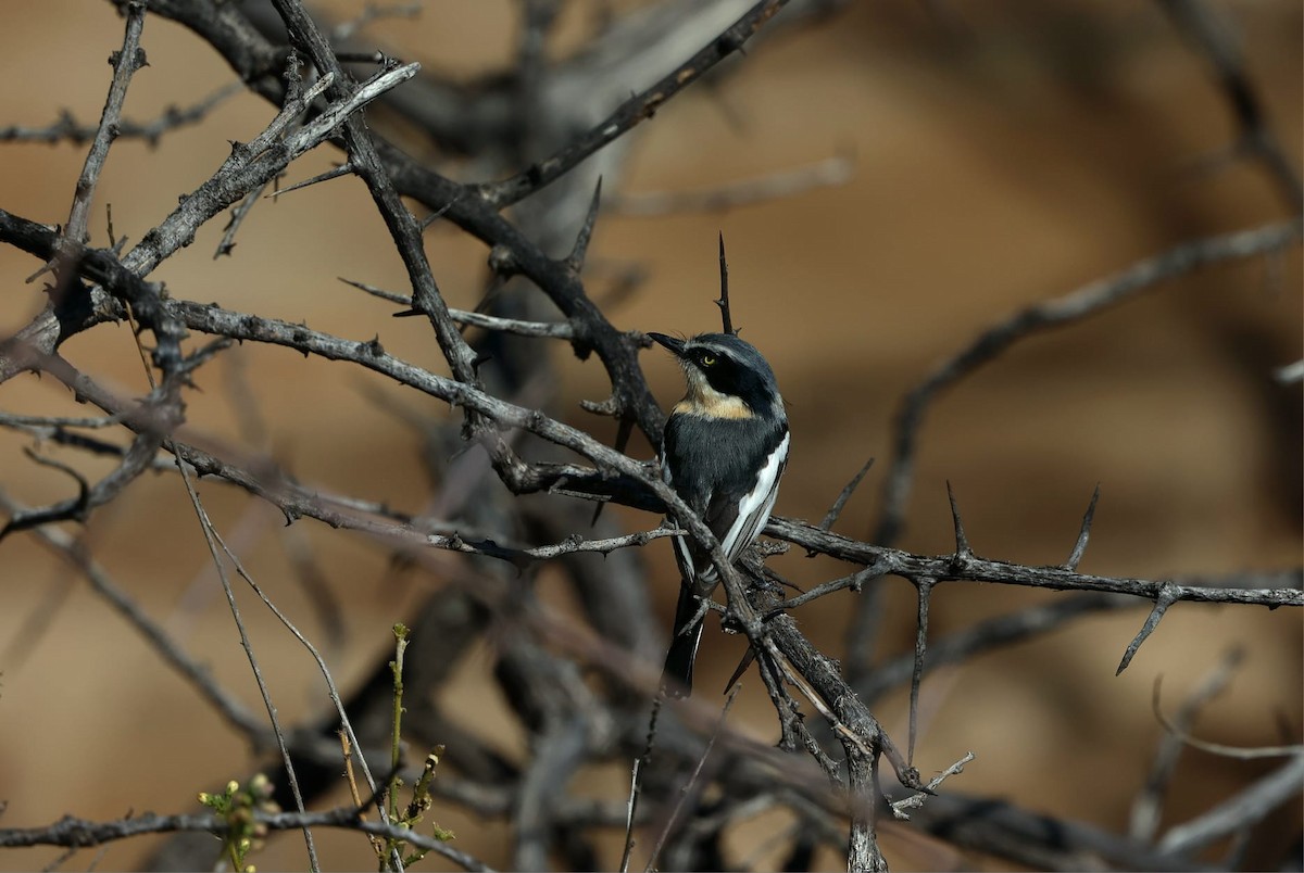 priritbatis - ML640997328